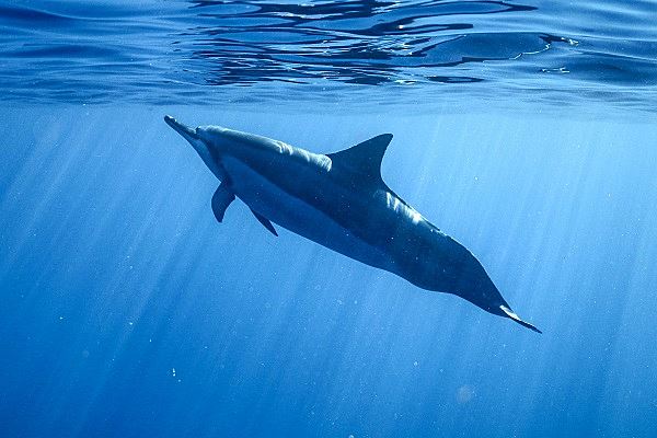 Больного дельфина спасли от туриста на российском пляже
